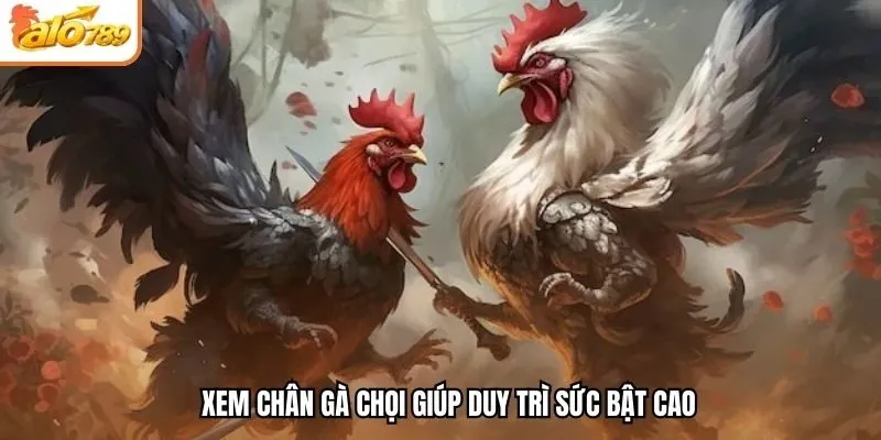 Xem chân gà chọi giúp duy trì sức bật cao